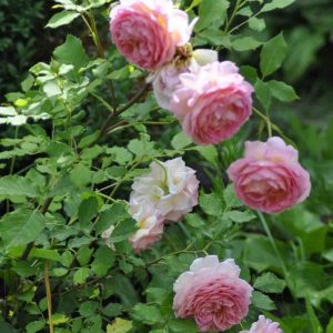 Cây hoa hồng ngoại - Hoa hồng thân gỗ
