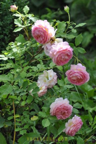 Cây hoa hồng ngoại - Hoa hồng thân gỗ