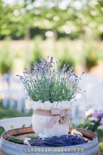 mua cay hoa oai huong o dau - lavender da lat2