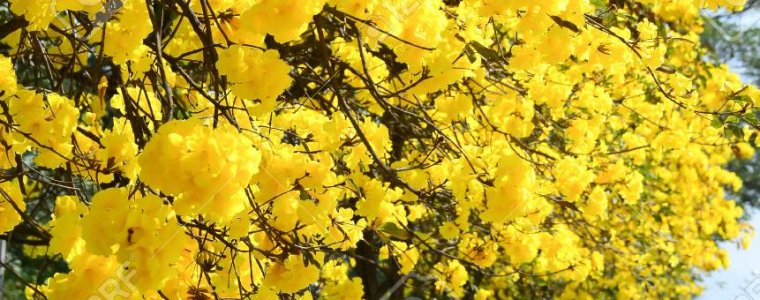 Cây hoa chuông vàng thân gỗ – Cây bóng mát có hoa đẹp