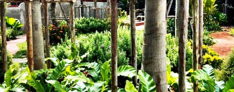 Thi công sân vườn tại phan thiết, bình thuận – Vườn nhiệt đới