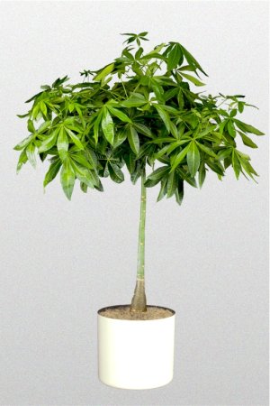 cây kim ngân bonsai