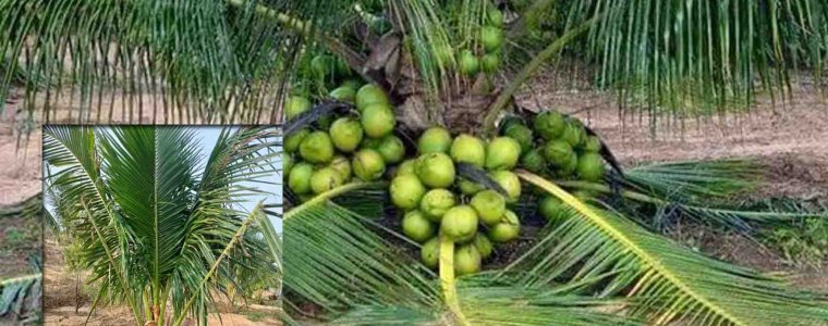 Tìm mua cây dừa chuẩn bị ra trái tại phan thiết
