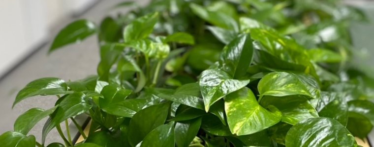 Vai Trò Của Cây Xanh Trong Phong Thủy